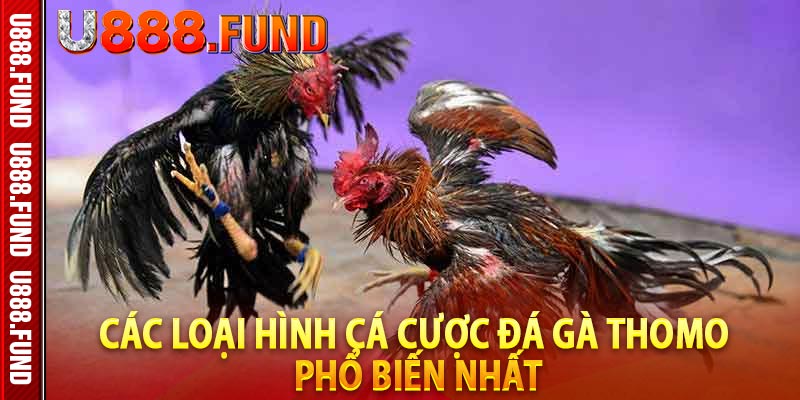 Các loại hình cá cược đá gà Thomo phổ biến nhất