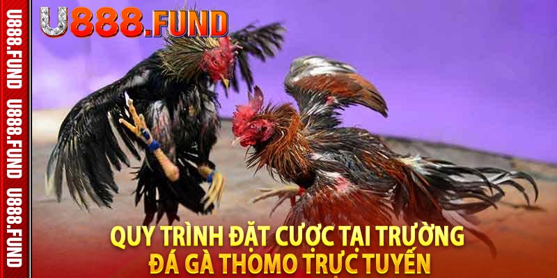 Quy trình đặt cược tại trường đá gà Thomo trực tuyến